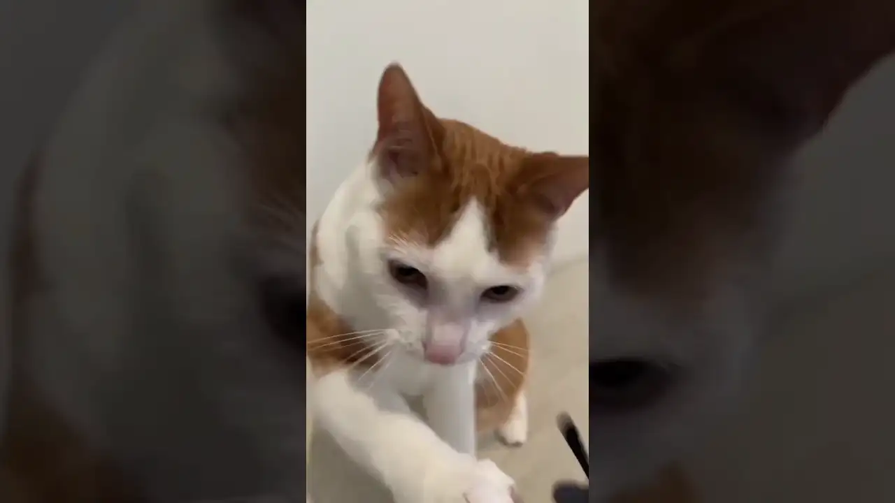 Funny moments of cut puppy's ๐ป๐ถ๐ต๐#viralshort