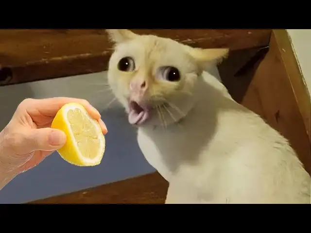 Rire aux larmes avec ces animaux hilarants ๐