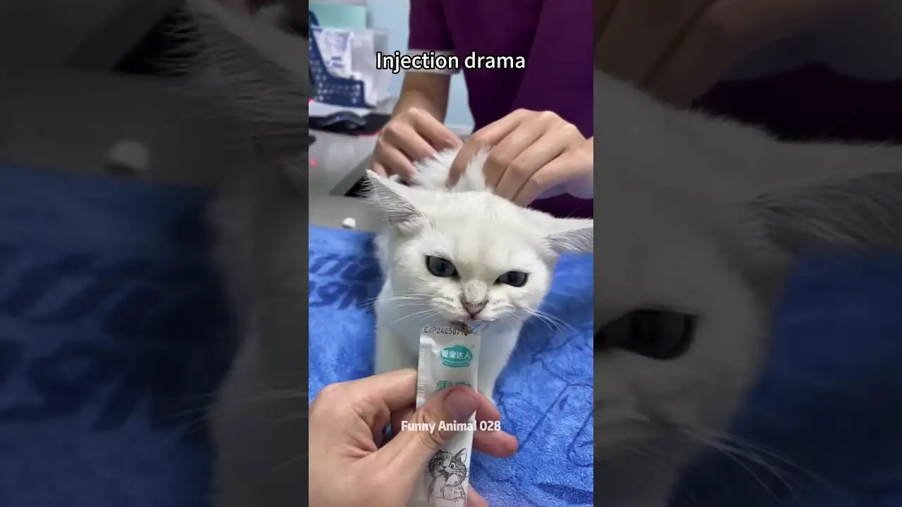 Injection moment๐๐๐โจ#cat #viralvideo #pets #foryou #funny #funnycats #animals #pets #catlover