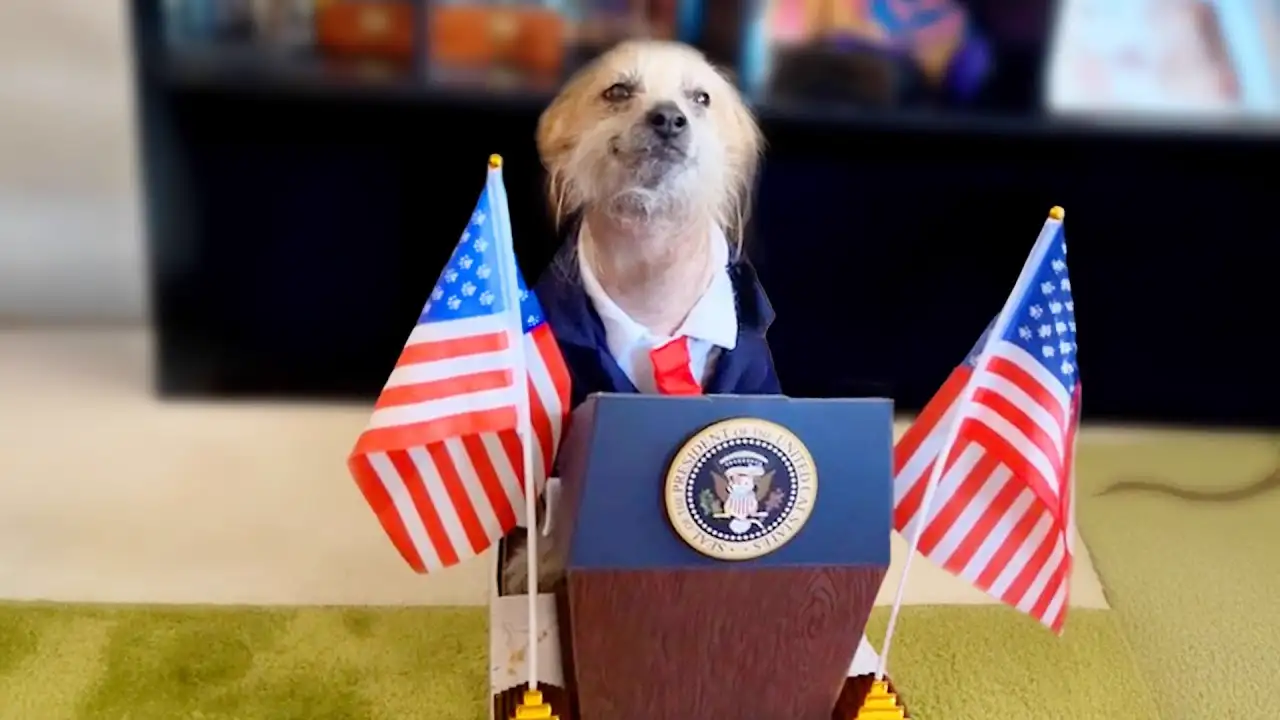 Funniest Pet Videos Ever