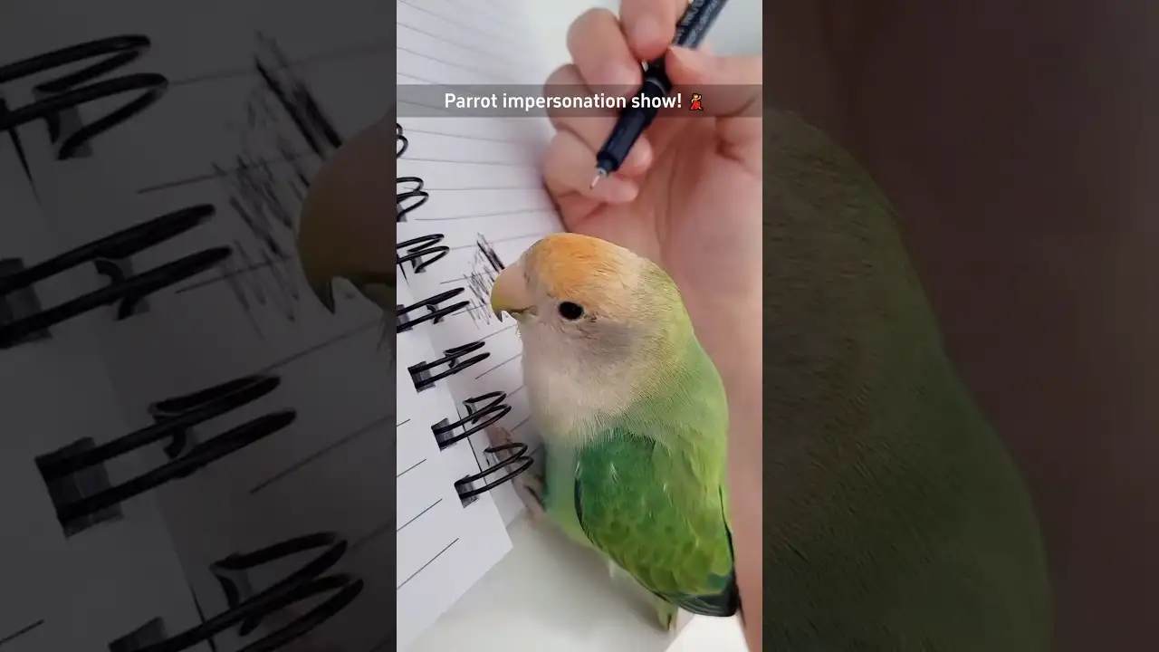 Parrot impersonation show ๐คฃ๐คฃ #funnyshorts #funny #funnyanimals #pets #fyp #foryou #cute #parrot